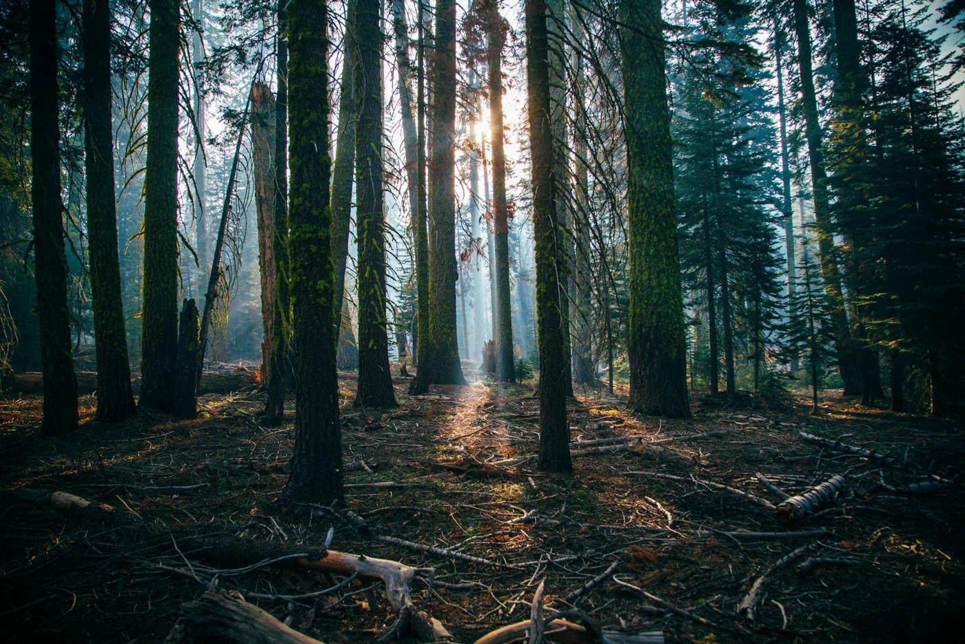 Newly planted woodland in the Southwest
